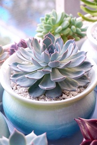 蓝石莲怎么养成老桩