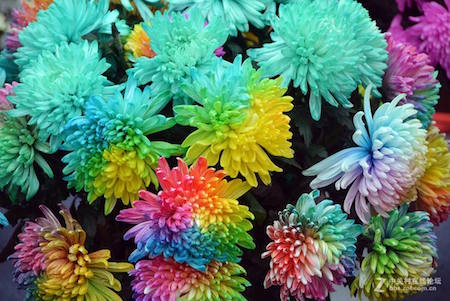 彩虹菊的养殖方法和管理