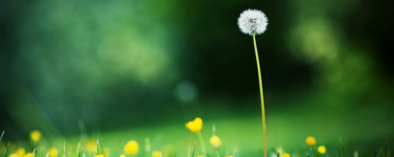 蒲公英的种植技术(蒲公英种植技术与栽培管理)