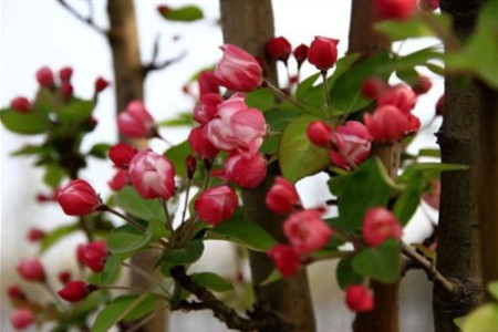 虎皮海棠的养殖方法和注意事项