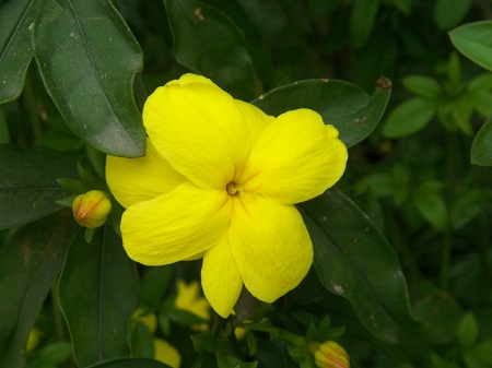 迎春花是黄的还是红的