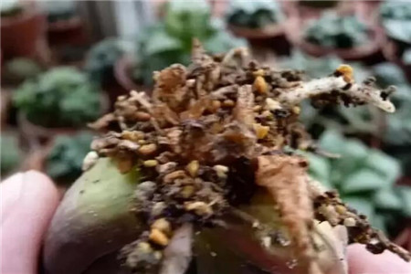 秋天适合种什么花