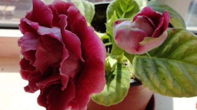 大岩桐叶子发黄怎么办黄叶枯萎的原因及补救办法(大岩桐的叶子边缘发黑发枯)