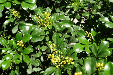 米兰花的春季管理