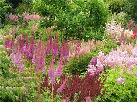 落新妇什么时候栽种