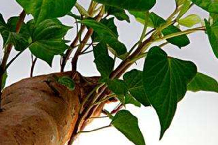 地瓜的养殖方法和管理