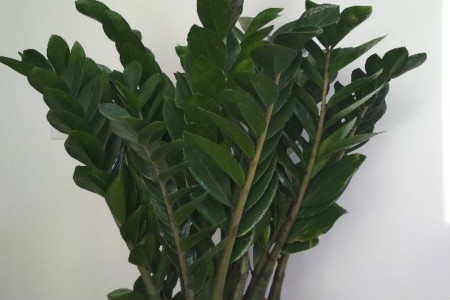 摇钱树图片 盆栽价格