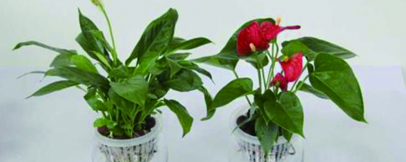 红掌怎么水栽水培红掌水里放什么好(红掌水培用什么水最好)