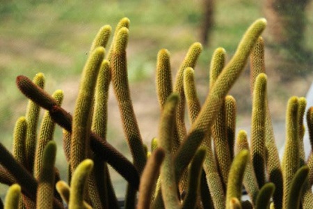 黄金妞养殖方法