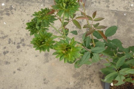 绿萼花的功效与作用及禁忌