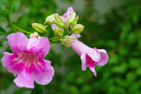 粉红色凌霄花是什么品种