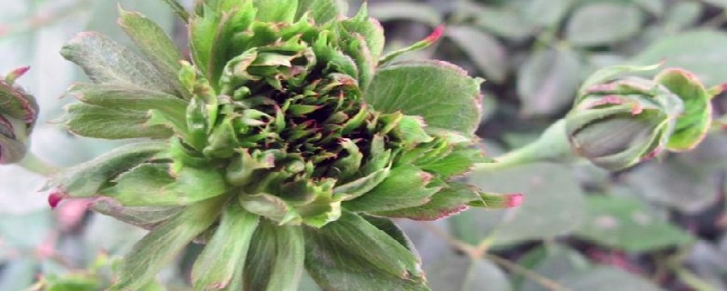 绿萼怎么养长的好(绿萼花的功效与作用及禁忌)