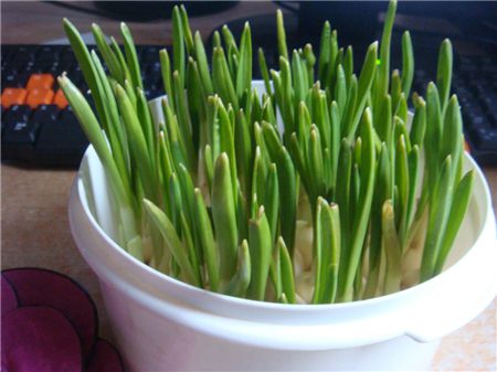 大蒜用水培怎么弄