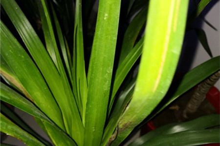 龙须兰叶子发黄发软怎么办