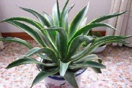 金边龙舌兰有刺吗