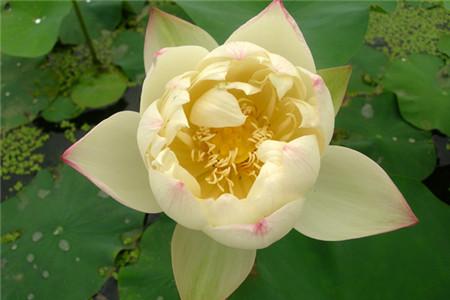 碗莲能室内养吗