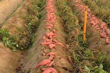 地瓜的养殖方法和管理