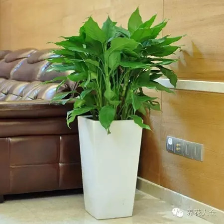 家里的花怎么摆好看