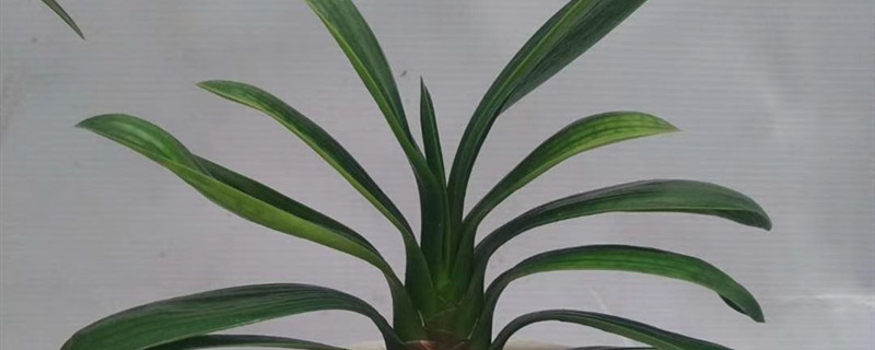 君子兰夹箭怎么办(冬天君子兰夹箭怎么办)