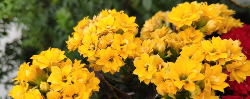 长寿花花苞一直不开怎么解决(长寿花花苞还没开就枯萎怎么办)