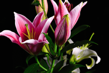 百合科萱草属植物