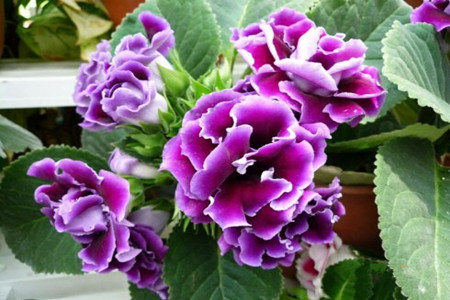 大岩桐的叶子边缘发黑发枯