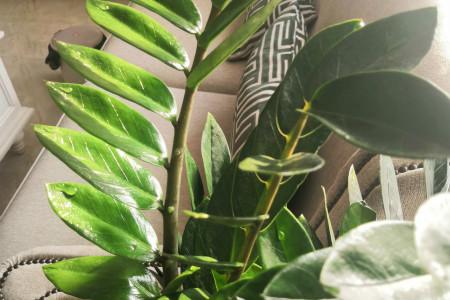 摇钱树图片 盆栽价格