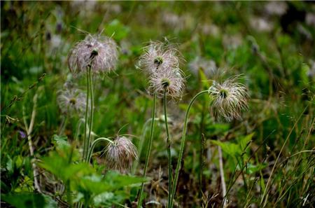 白头翁的花语和传说有关