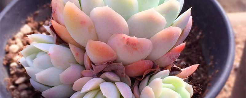 多肉突然叶子掉完了怎么办(多肉突然叶子掉完了怎么办视频)