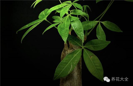 家里的花怎么摆好看