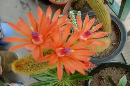 黄金妞养殖方法