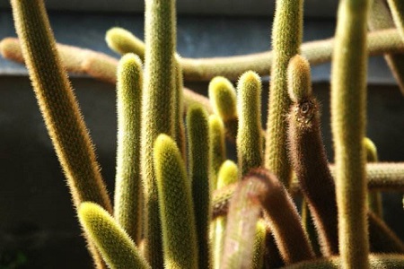 黄金妞养殖方法