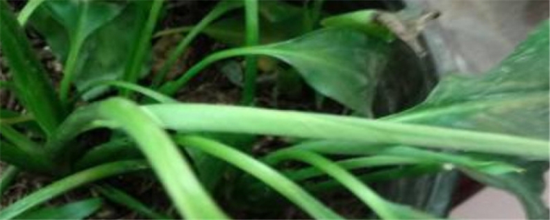 土培白掌烂根怎么补救烂根了怎么补救处理(土培白掌叶子发黄怎么办)