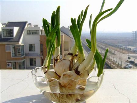大蒜用水培怎么弄