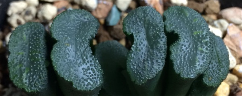 玉扇叶子发黄怎么办处理方法黄叶枯萎的原因(玉扇叶子变黄怎么办)