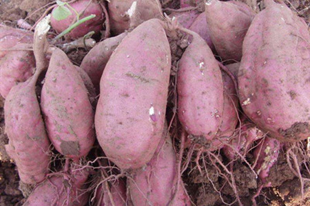 地瓜的养殖方法和管理