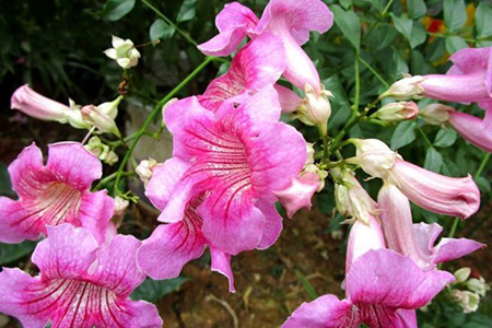 粉红色凌霄花是什么品种