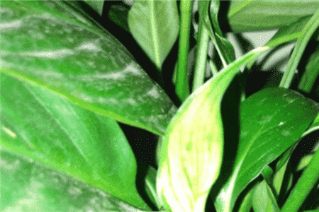 土培白掌叶子发黄怎么办