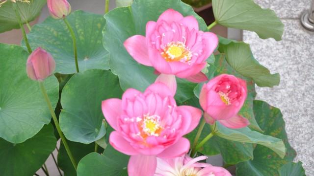 碗莲适合室内养吗(碗莲能室内养吗)