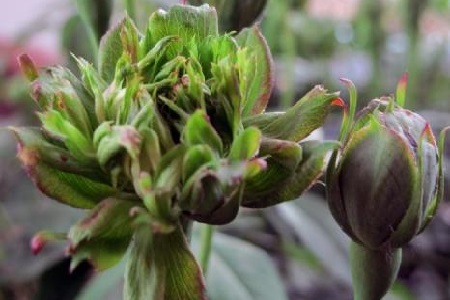 绿萼花的功效与作用及禁忌