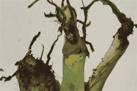 土培白掌叶子发黄怎么办