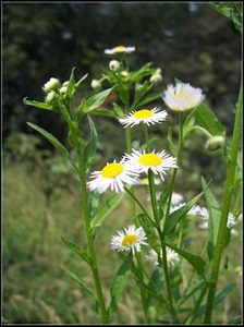 飞蓬与一年蓬的区别