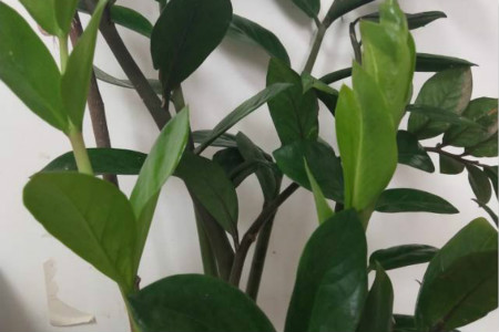 摇钱树图片 盆栽价格