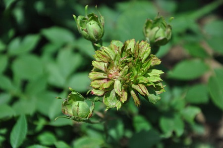 绿萼花的功效与作用及禁忌