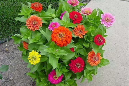 百日草的养殖方法和注意事项图片