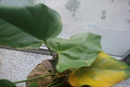 白掌花怎样管理?注意什么?