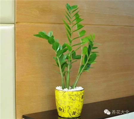 家里的花怎么摆好看