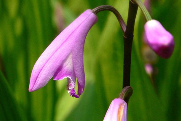 朱兰的病虫害及其防治(朱兰什么时候开花)