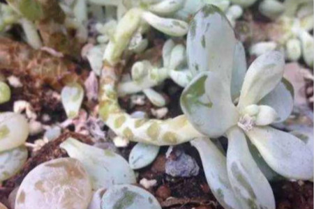 多肉突然叶子掉完了怎么办视频