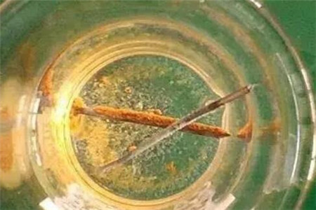 文竹绿萝可以一起放在卧室吗